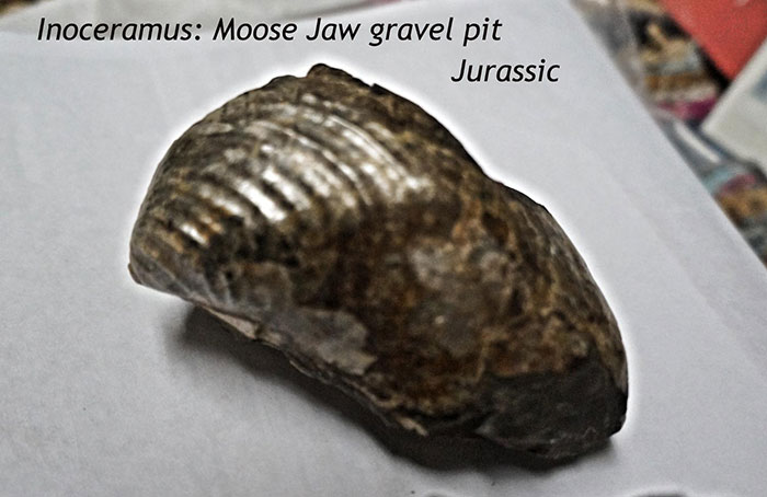 Inoeramus - Moose Jaw gravel pit - Jurasic