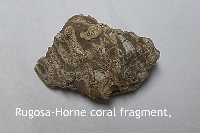 Rugos-Horne coral fragment